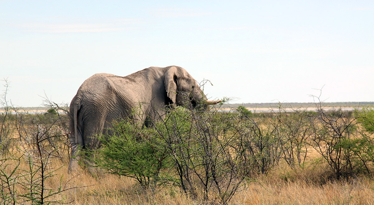 Marcocamandona.com - Namibia 2008