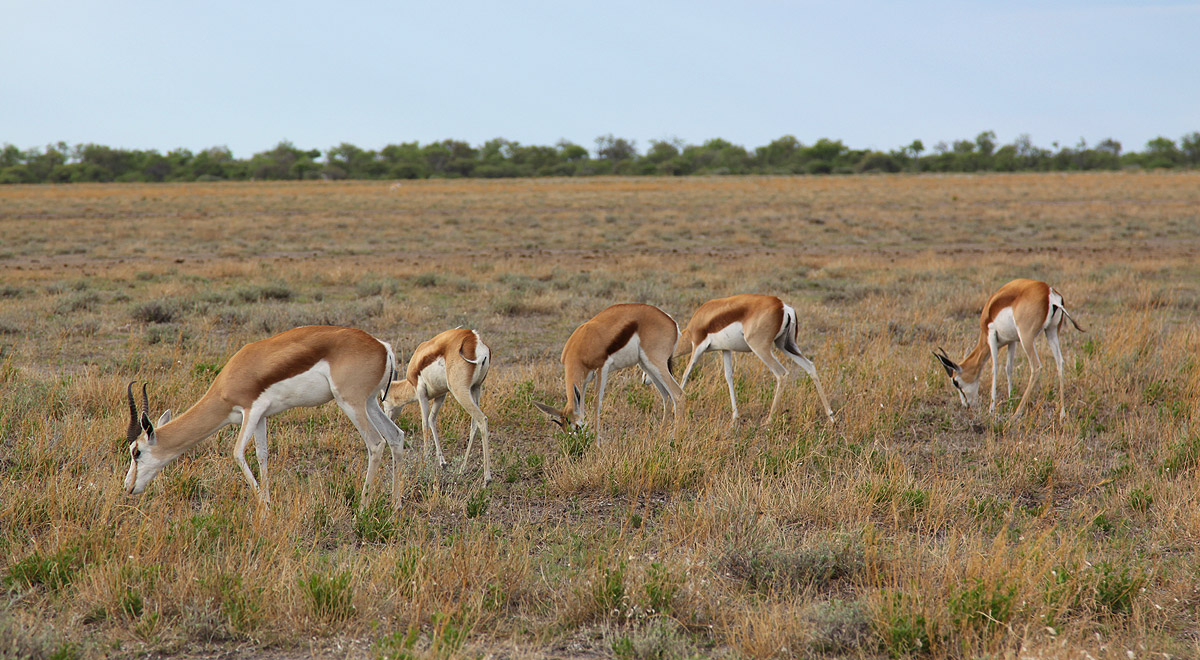 Marcocamandona.com - Namibia 2008