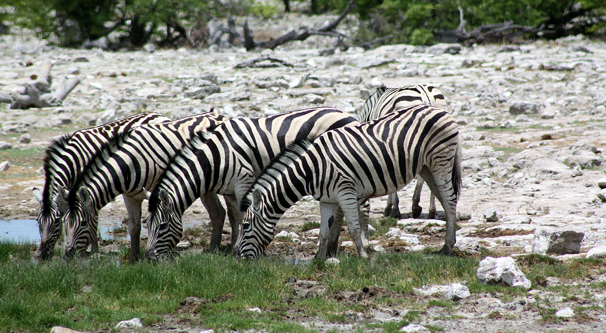 Marcocamandona.com - Namibia 2008