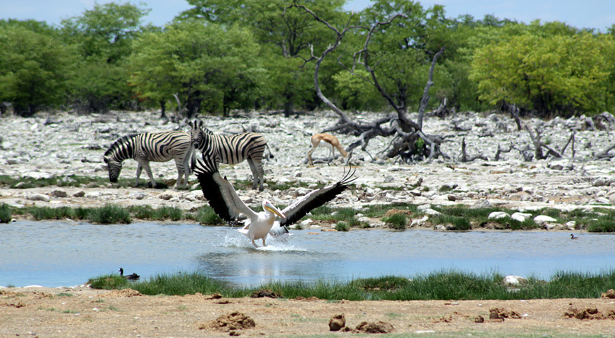 Marcocamandona.com - Namibia 2008