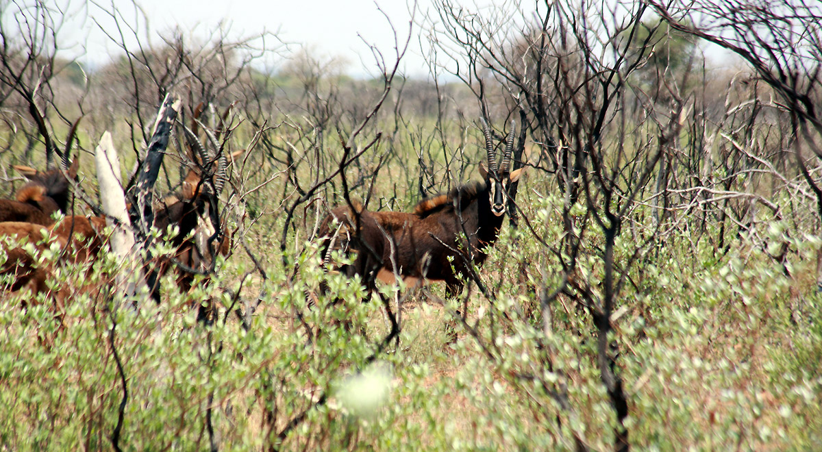 Marcocamandona.com - Suda Africa - Zambia e Botswana