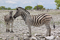 Namibia - Zebre